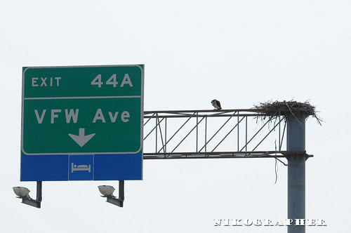 The Osprey of Exit 44A Route 50 Maryland (3 pix)