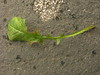 cichorioid daisy # 2 - stem leaf