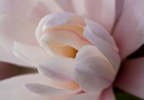 So Soft, Magnolia