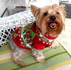 Christmas Trees Dog Sweater Pattern