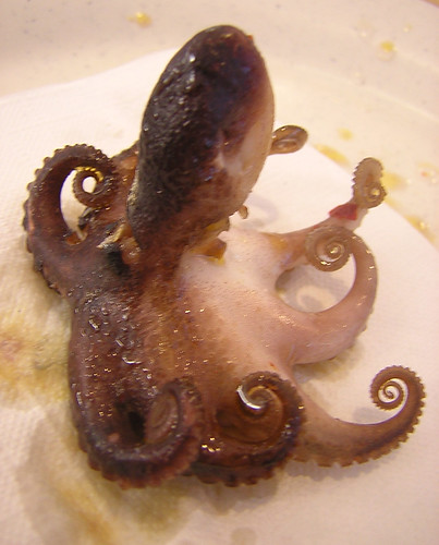 octopus — dec 30