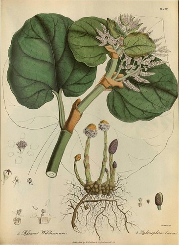 Flora of Cashmere - Rheum Webbianum + Balanophora dioica