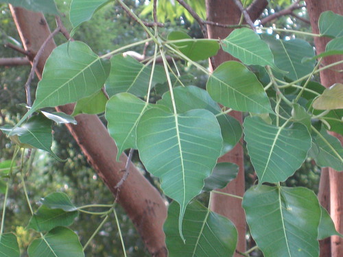 Bodhi Tree or Banian tree)