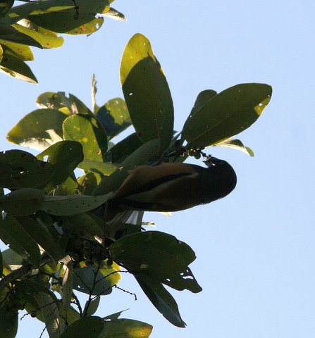 rufous treepie feeding on figs 2212