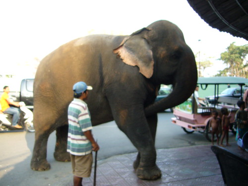 Visiting elephant