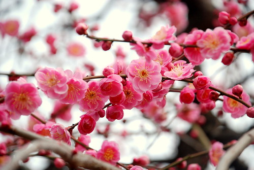 As compared to cherry blossoms sakura Japanese plum ume flowers bloom 