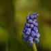 Muscari botryoides | Blauwe druifjes - Grape hyacinth