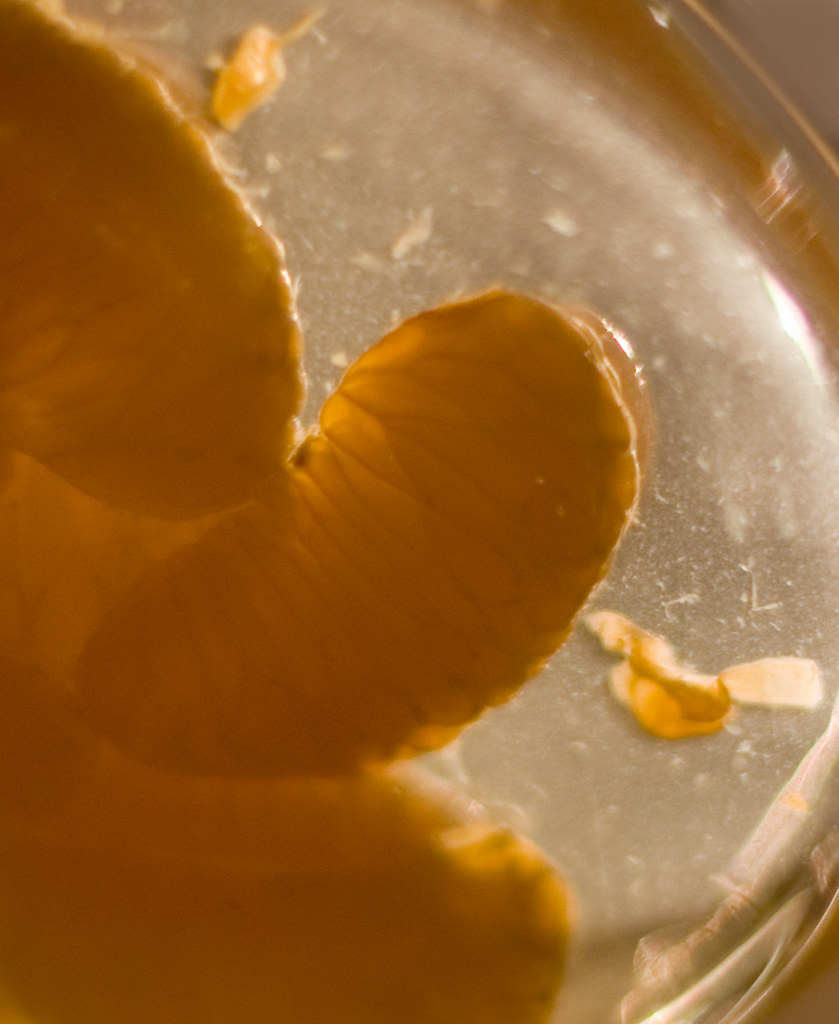 mandarin fetus