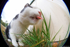Hueg Cat Liek Teh Grass