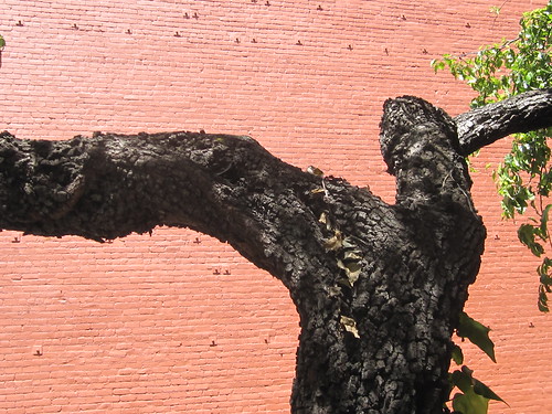 Old Tree Against a Brick Wall