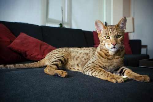 The Ashera Cat - looking regal