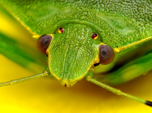 Green Shield Bug - (Acrosternum hilare) by Thomas Shahan.