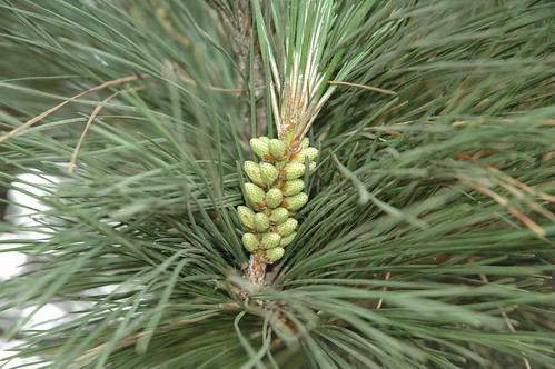 Baby Pine Cones