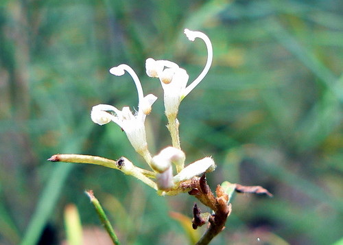 Grevillea linearifolia (single flower)