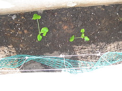 Baby Zucchini/Courgette Plants