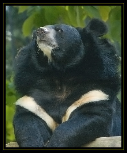  Asiatic Black Bear - Ben 
