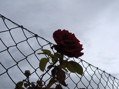 La rosa libre