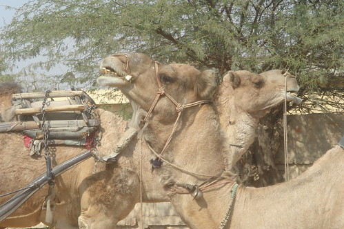 Jaipur路上1-34當地以駱駝為主要運輸的工具