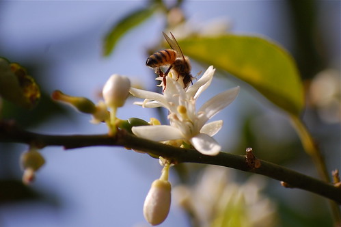 Bee and blossom