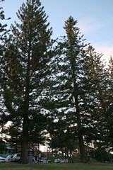 Norfolk Pines at Scarborough