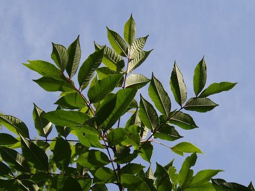 poison sumac tree. Poison Sumac (Toxicodendron