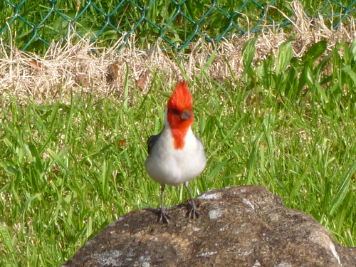 Red-crested or Brazilian Cardinal