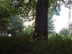 musician under a tree near john lennon imagine...