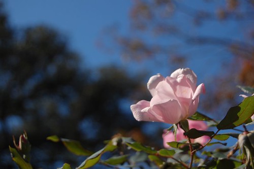 Pink flower, blue sky!