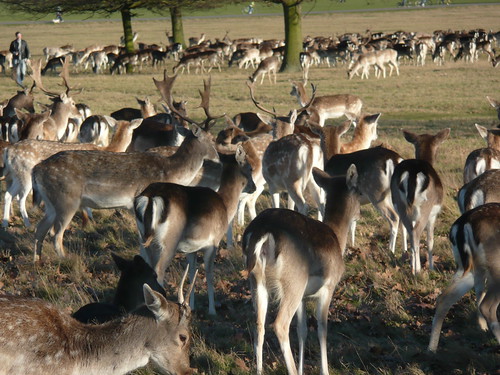 Deer In Richmond Park,London