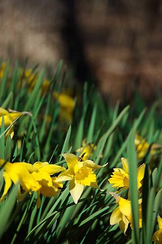 daffodils_eno