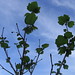 Lively Plane_new growth