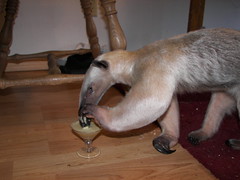 Pua sips her blended martini(Collins)