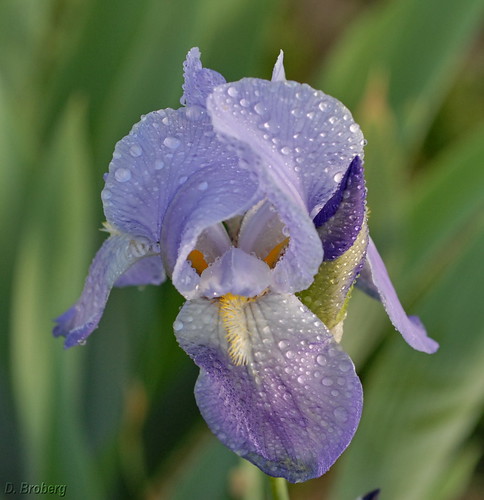 First Iris of Spring