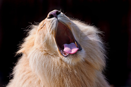 フリー写真素材, 動物, 哺乳類, ライオン, ホワイトライオン, 欠伸・あくび, 口を開ける,  