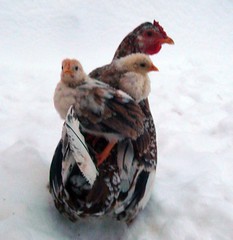 Hitching a ride through the snow