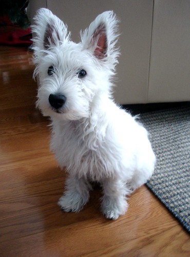 First Haircut..: westies — LiveJournal