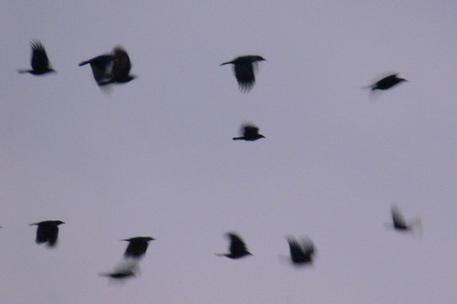 Crow Flight