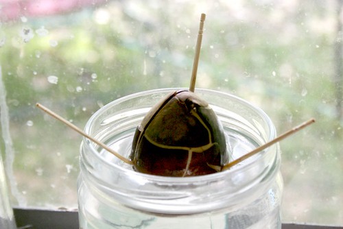 How Do You Start An Avocado Tree From A Seed