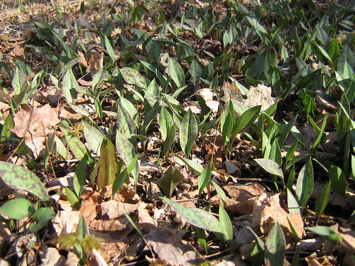 A school of Trout lilies