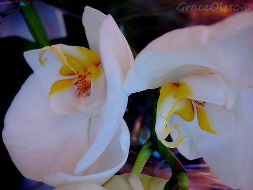 White and yellow orchid