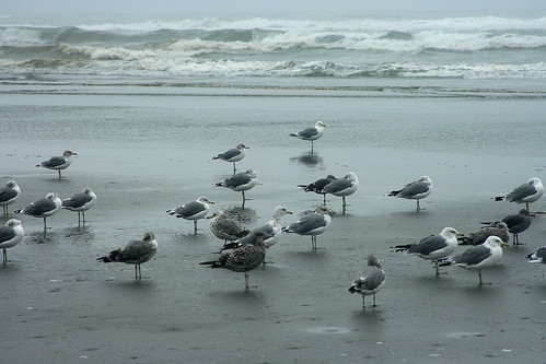Seagull social
