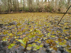 Swamp in Springfield, Louisiana, USA