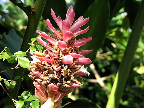 pink screwpine type flower
