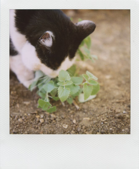 rocky + catnip, part 1 - the discovery