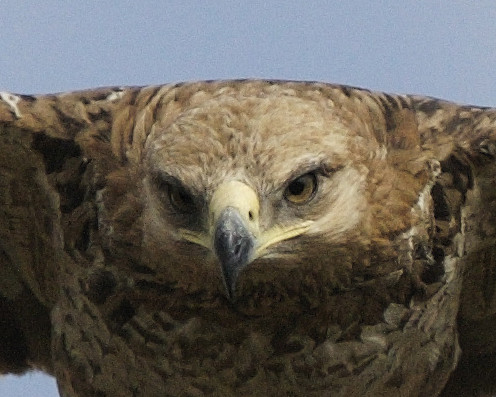 Tawny eagle's gape ©  Lip Kee