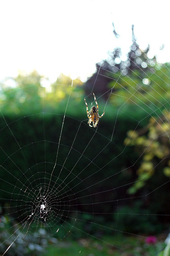Spinning his Web