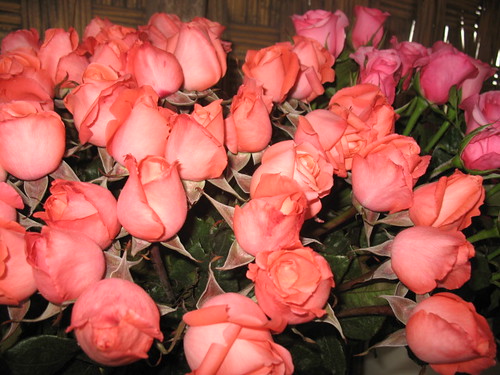 Pink & Peach Roses / Rosas