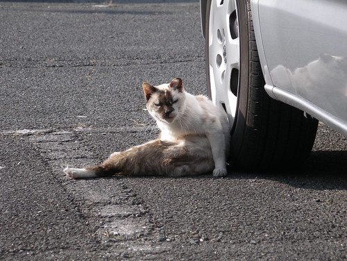 ガレージの猫