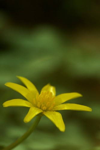 Ranunculus ficaria - Speenkruid