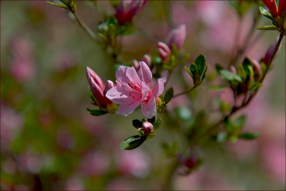 untitled (pink azalea) ©2008 RosebudPenfold